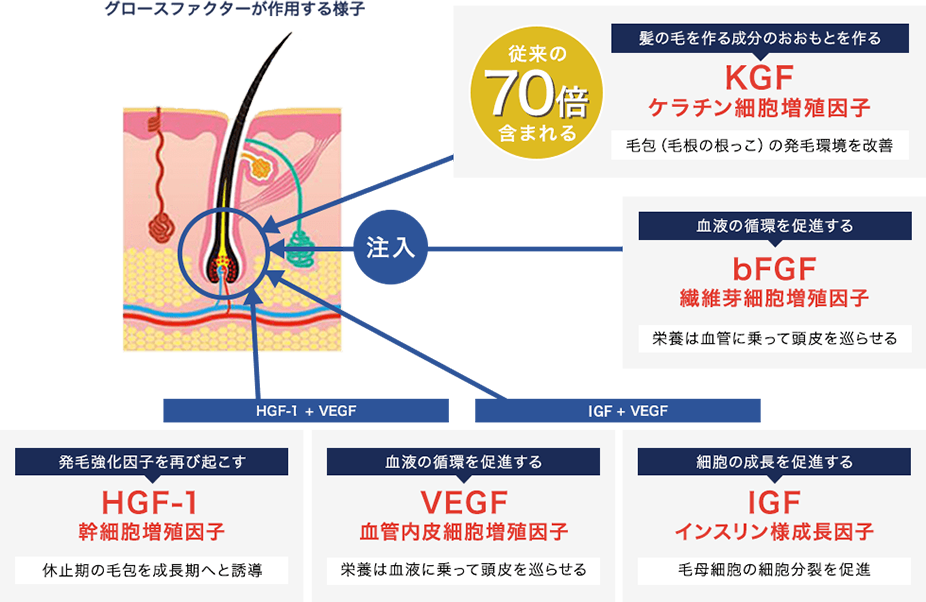 成長因子BENEV