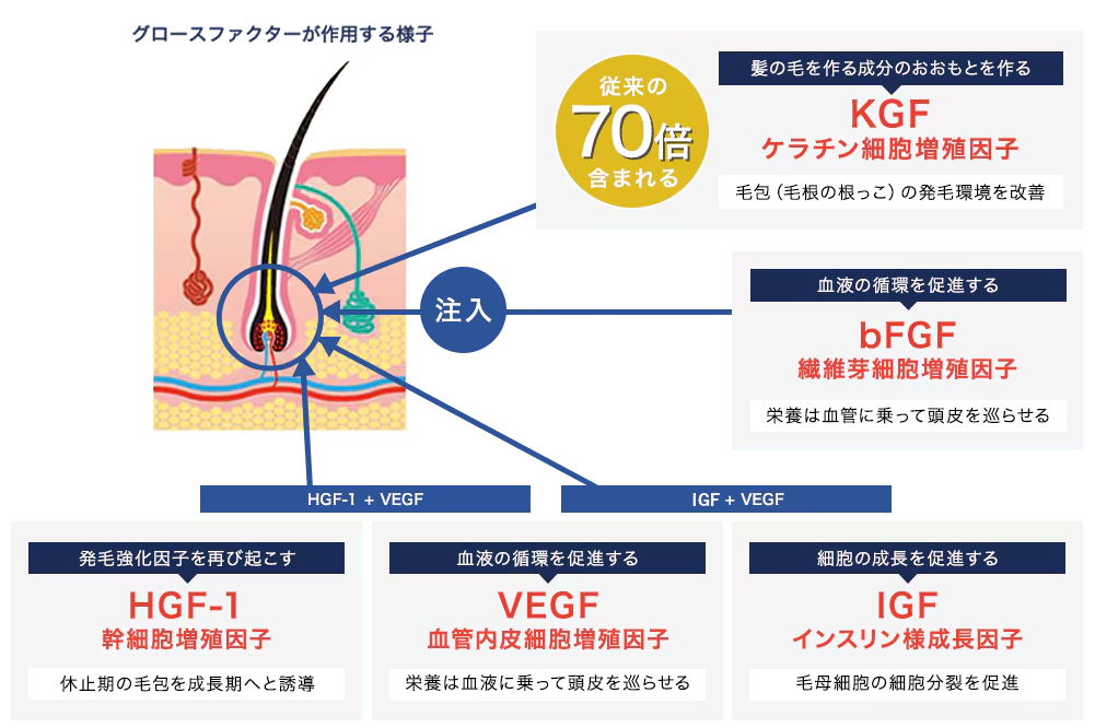 成長因子（BENEV）